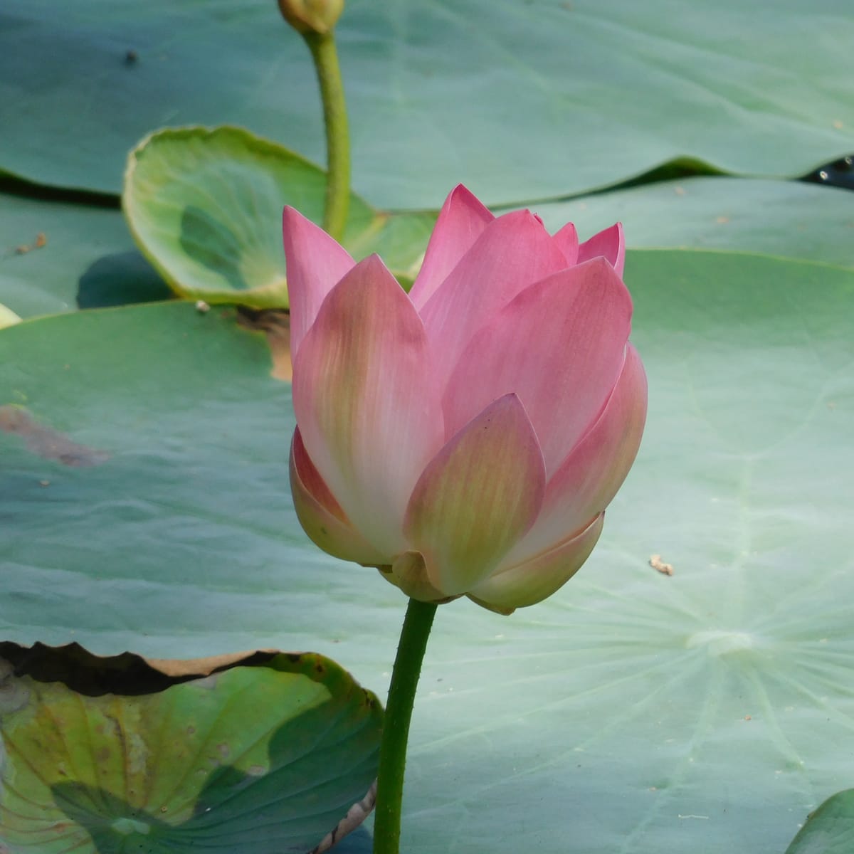 Trà Sen Bông (Ướp Xổi)